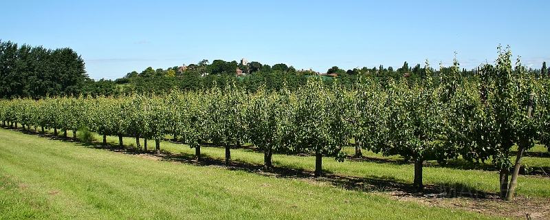 Pears to Hernhill Church.jpg